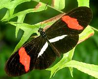 Heliconius erato: The "postman"