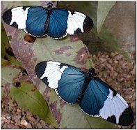 Heliconius sapho: The "Holstein"